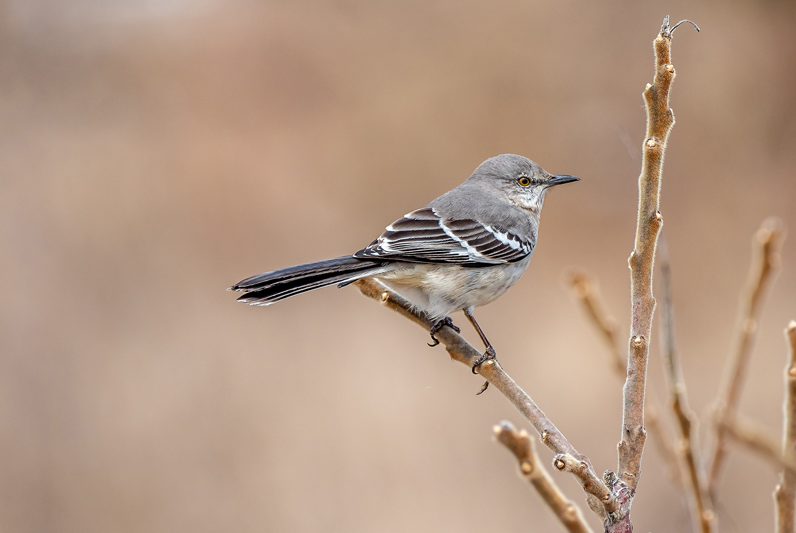 A Northern Mockingbird perches on a branch. Photo by Patrice Bouchard/Unsplash/Creative Commons