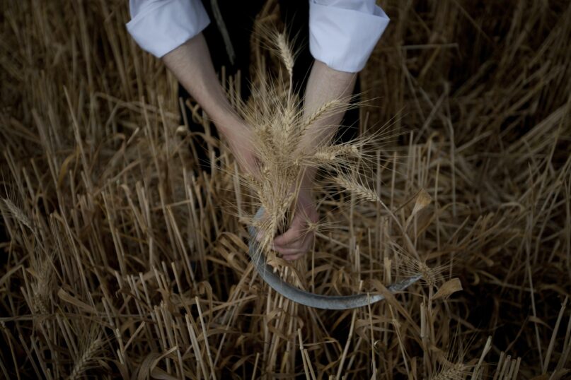 An Ultra Orthodox Jewish man in Israel harvests wheat ahead of the holiday of Shavuot. (AP Photo/Ariel Schalit)