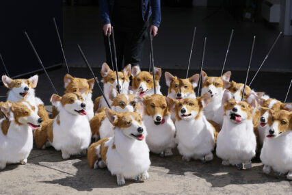 FILE - A group of corgi puppets made by puppet maker Louise Jones each one an individual and based on past and present Royal corgis, part of 'The Queen's Favourites' for the Platinum Jubilee Pageant, in Coventry, England, Thursday, May 5, 2022. Britain is getting ready for a party featuring mounted troops, solemn prayers — and a pack of dancing mechanical corgis. The nation will celebrate Queen Elizabeth II’s 70 years on the throne this week with four days of pomp and pageantry in central London. (AP Photo/Kirsty Wigglesworth, File)