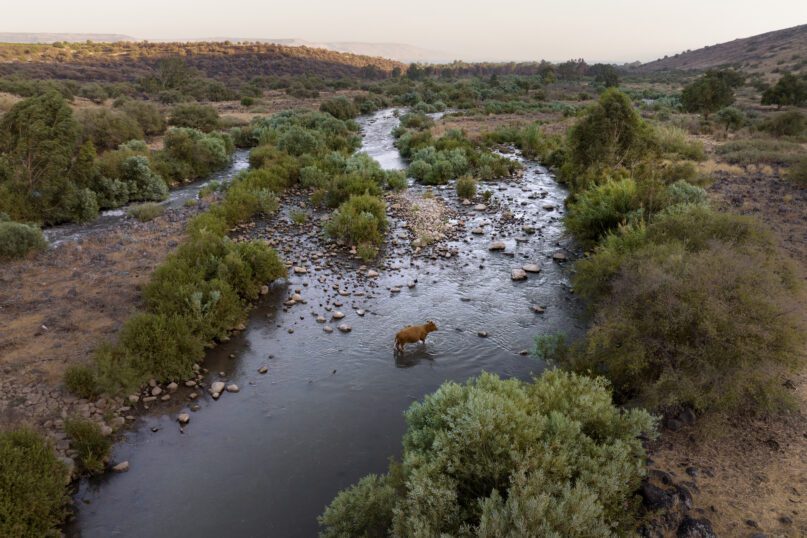 A cow crosses the Jordan River near Kibbutz Karkom in northern Israel on Saturday, July 30, 2022. Symbolically and spiritually, the Jordan is of mighty significance to many as the place where Jesus is said to have been baptized. (AP Photo/Oded Balilty)