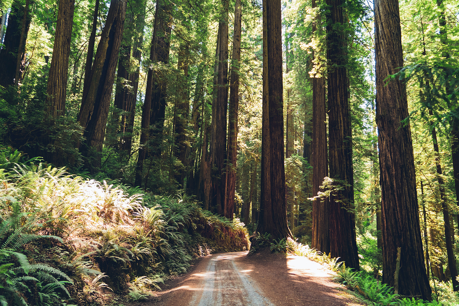Giant Redwood trees in northern California. Photo by Dan Meyers/Unsplash/Creative Commons