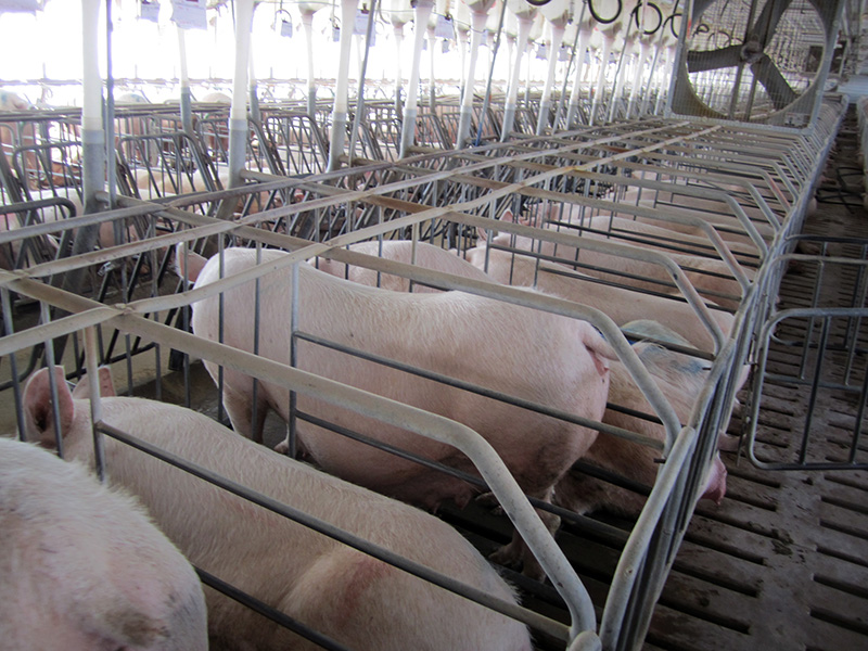 Sows in gestation crates at a pig breeding facility in Waverly, Virginia, in 2010. Photo by the Humane Society of the United States/Wikipedia/Creative Commons