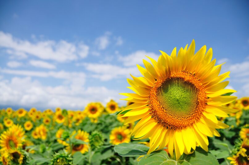 Akeno Sunflower field,Sunflower,summer morning,