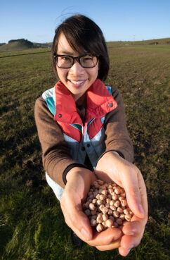 Mai Nguyen displays some of the garbanzo beans they used to seed one of their fields near Petaluma, California, on Dec. 30, 2017. Photo by Lance Cheung/USDA Media/Creative Commons