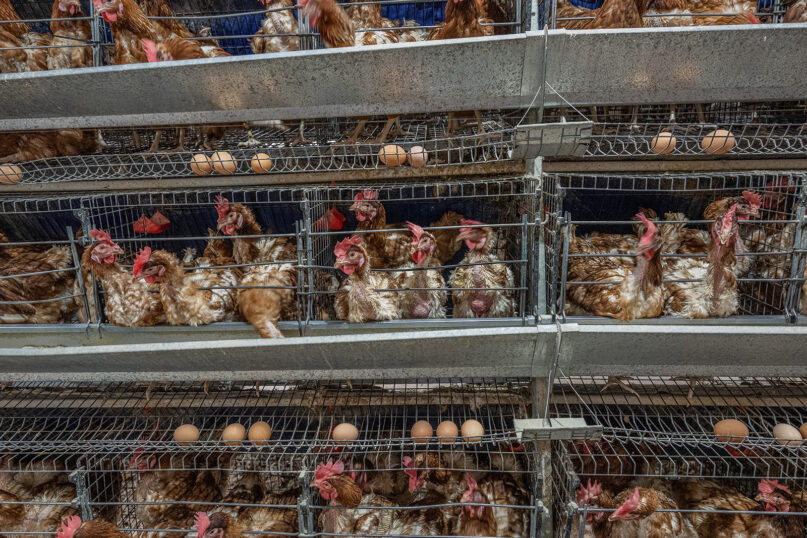 Laying hens live crowded together inside stacked rows of battery cages on an industrial egg production farm in 2022. Photo by Jo-Anne McArthur / We Animals Media