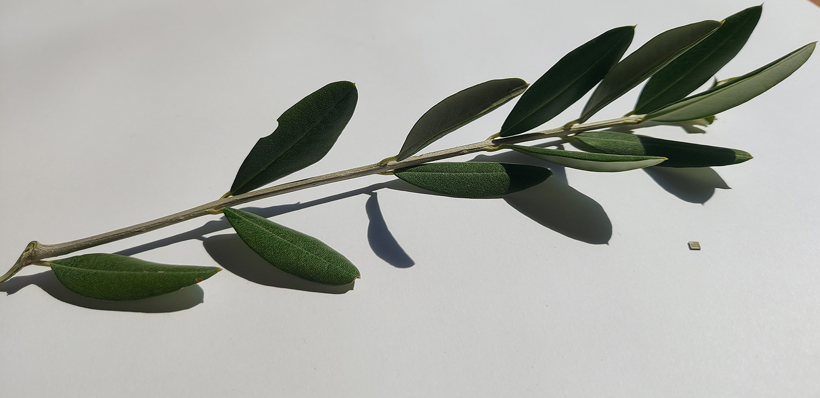An olive brach compared to the nanobook, right, which is carried on the Spei Satelles. Courtesy photo