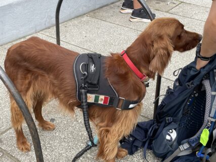 This dog did the whole Camino Francés. May 2023, photo by Jana Riess.
