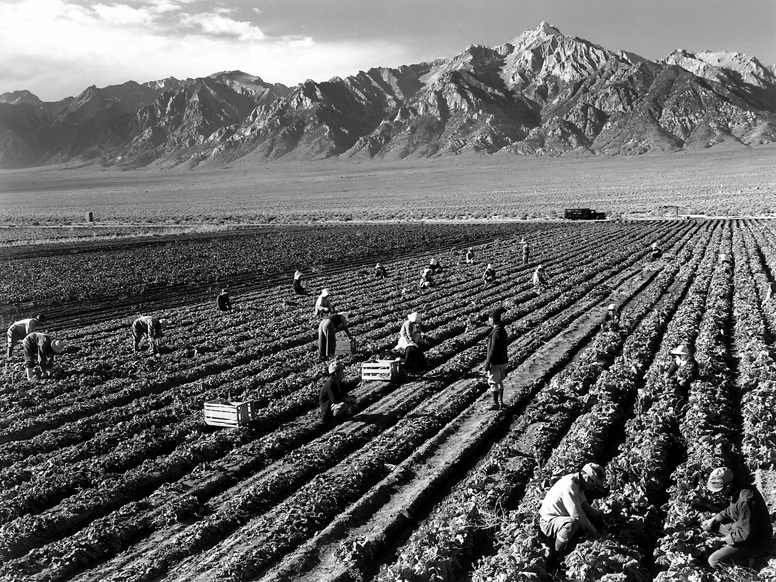Mt. Williamson looms in background as workers from the Manzanar War Relocation Center tend a farm in Manzanar, California, in 1943. Photo by Ansel Adams/LOC/Creative Commons