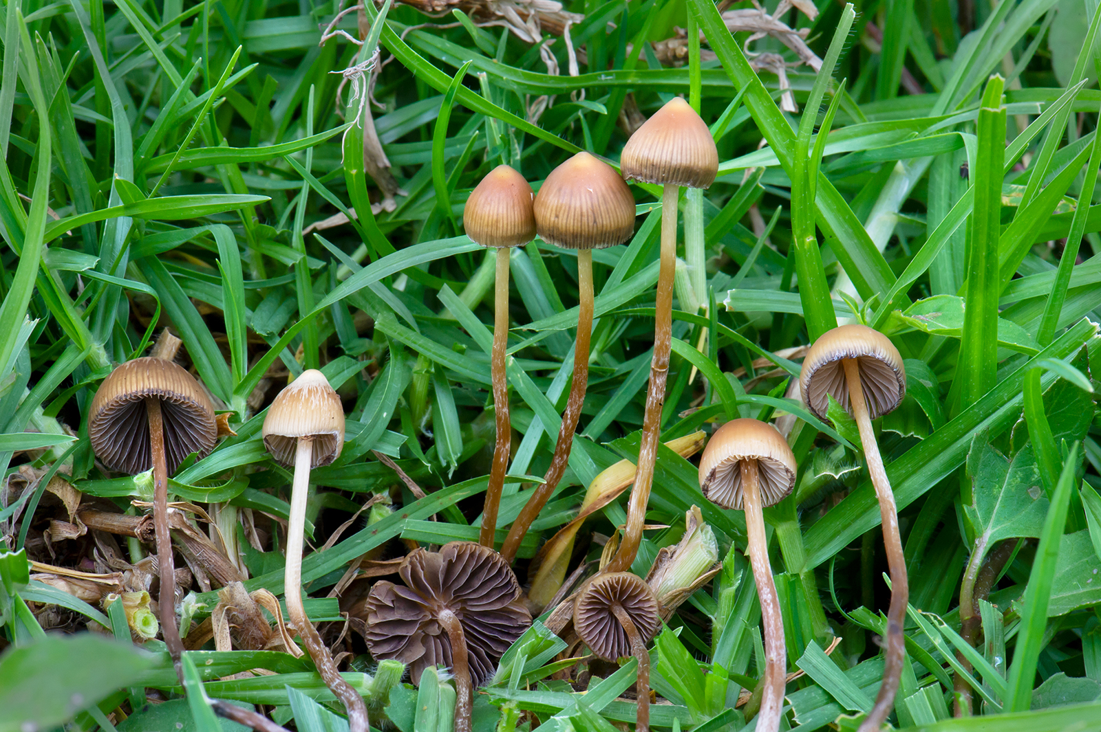Psilocybe mexicana mushrooms in Veracruz, Mexico, on July 2, 2019. Photo by Alan Rockefeller/Wikipedia/Creative Commons