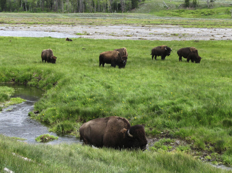 FILE - In this June 19, 2014, file photo, bison graze near a stream in Yellowstone National Park in Wyoming. Yellowstone National Park's superintendent Dan Wenk says he's taking disciplinary action against as many as 10 people after an investigation found women in the park's maintenance division were subject to derogatory comments and actions. (AP Photo/Robert Graves, File)