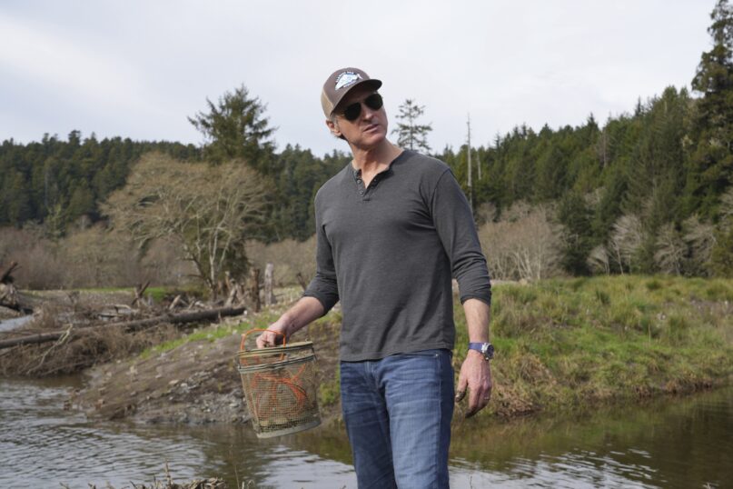 California Gov. Gavin Newsom holds fish trap while touring a salmon restoration project at Prairie Creek in Redwoods National Park, Calif., Monday, Jan. 29, 2024. (AP Photo/Terry Chea)