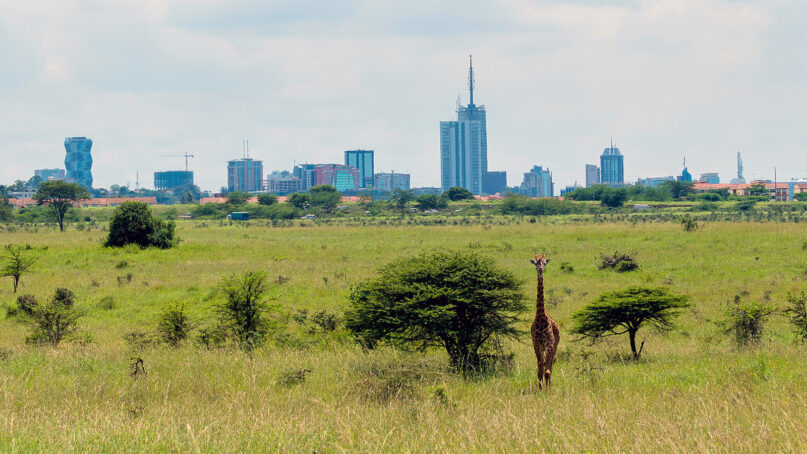 A giraffe at the Nairobi National Park, foreground, with the Nairobi skyline in background. (Photo by Murad Swaleh/Unsplash/Creative Commons)