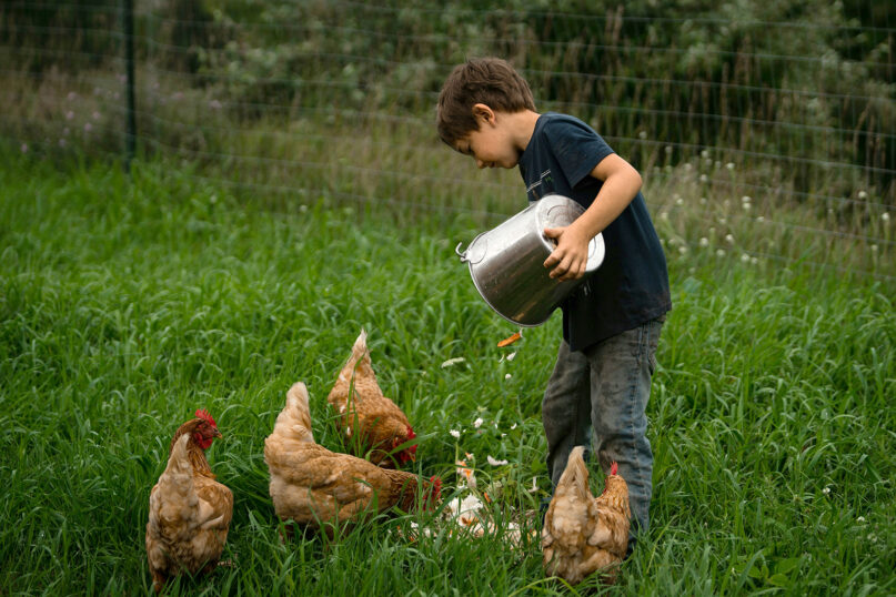 What my chickens and seeds taught me about God's cycles of creation