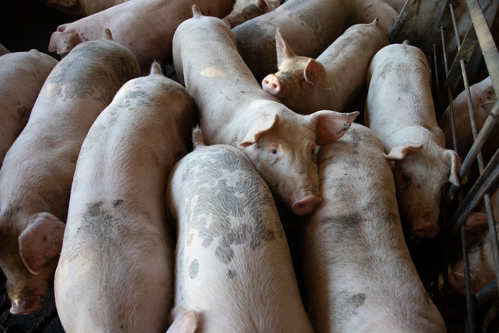 Why evangelicals should oppose the new farm bill’s Save Our Bacon Act